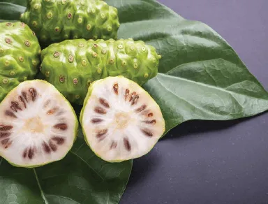 noni extracts manufacturer