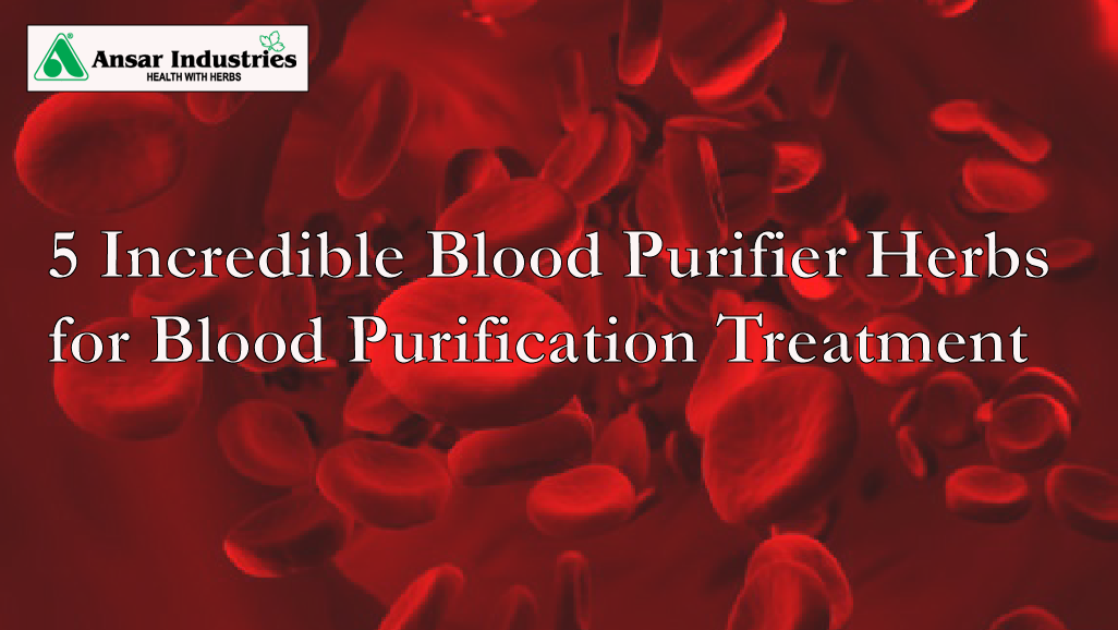 5 Incredible Blood Purifier Herbs for Blood Purification Treatment
