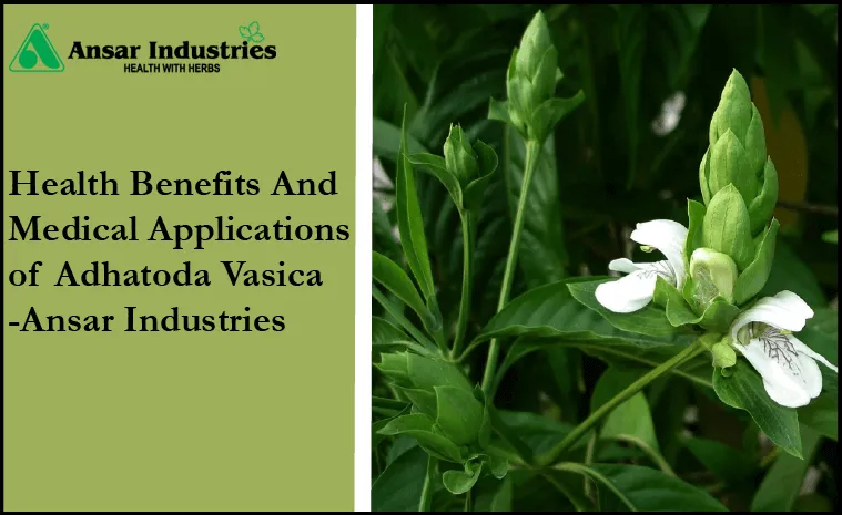 Adhatoda-Vasica | Health-Benefits-Of-Adhatoda-Vasica | Medical-Applications-Of-Adhatoda-Vasica | Types-Of-Herbal-Extracts | Herbal-Extract-Manufacturer-In-India | Herbal-Powders | Types-Of-Herbal-Powders |