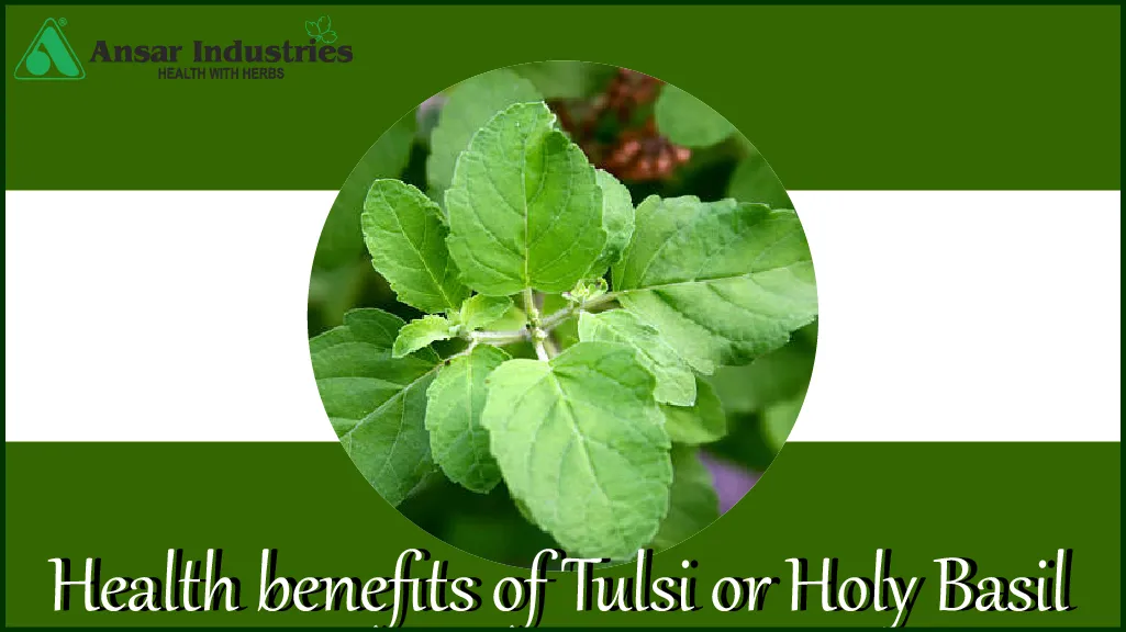 Holy-Basil | Health-Benefits-Of-Tulsi-Holy-Basil | Medical-Benefits-Of-Holy-Basil-Tulsi | Types-Of-Herbal-Extracts | Herbal-Extract-Manufacturer-In-India | Herbal-Powders | Types-Of-Herbal-Powders |
                                        