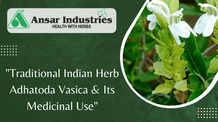 Traditional-Indian-Herb-Adhatoda-vasica(vasaka)-And-Its-Medicinal-Use, Manufacturer-Of-Herbal-Powder-In-India

                                
