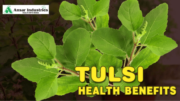 Tulsi-Extracts-In-India |Tulsi-Powder-In-Surat | Herbal-Extract-Manufacturers-In- Surat-India | Herbal-Products |