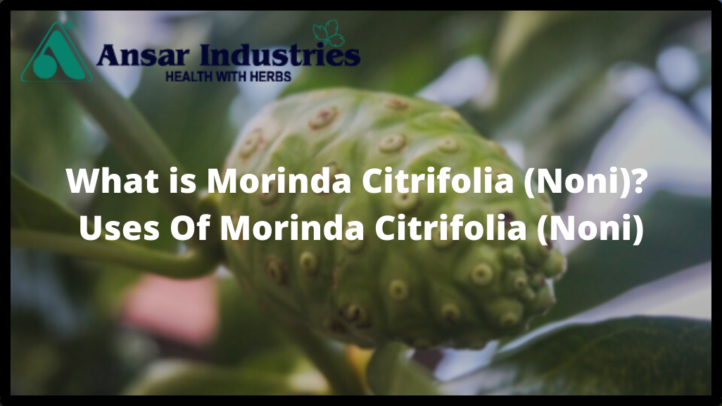 Morinda-Citrifolia-Noni | Uses-Of-Morinda-Citrifolia-Noni | Types-Of-Herbal-Extracts | Herbal-Extract-Manufacturer-In-India | Herbal-Powders | Types-Of-Herbal-Powders |