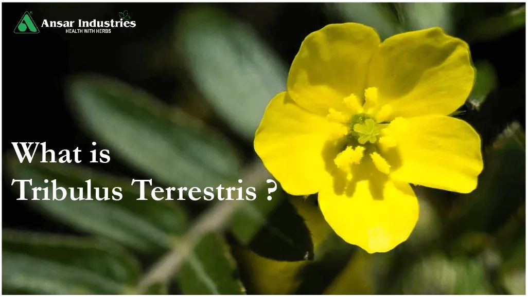 What_is_Tribulus_Terrestris | Uses-Tribulus_Terrestris | Types-Of-Herbal-Extracts | Herbal-Extract-Manufacturer-In-India | Herbal-Powders | Types-Of-Herbal-Powders |