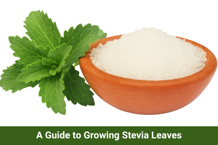 Manufacturer and Supplier of Stevia Leaves