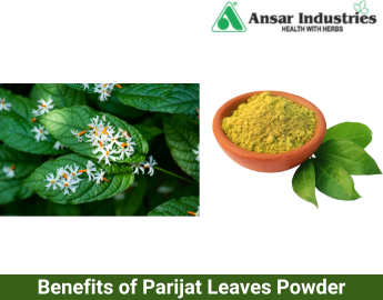 Manufacturer and Supplier of Parijat Leaves Powder