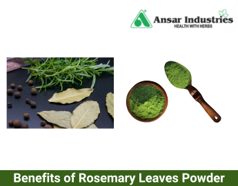 Manufacturer and Supplier of Rosemary Leaves Powder