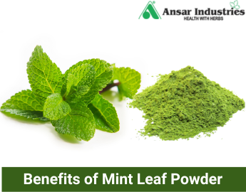 Manufacturer and Supplier of Mint Leaf Powder