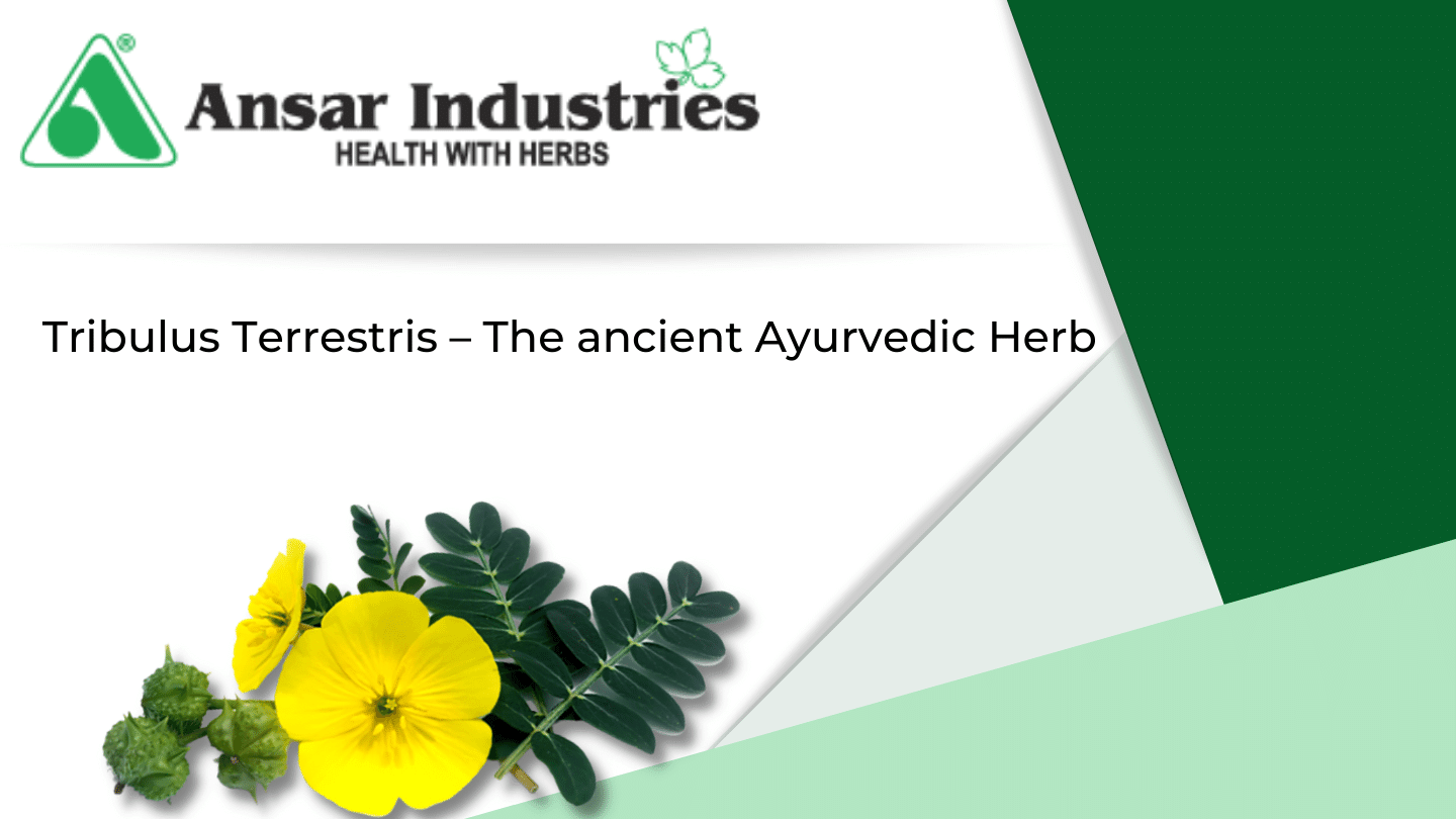 Tribulus_Terrestris_Herbal_Extract_Manufacturer_In_India, Herbal_Powder_Manufacturer_In_India


                                