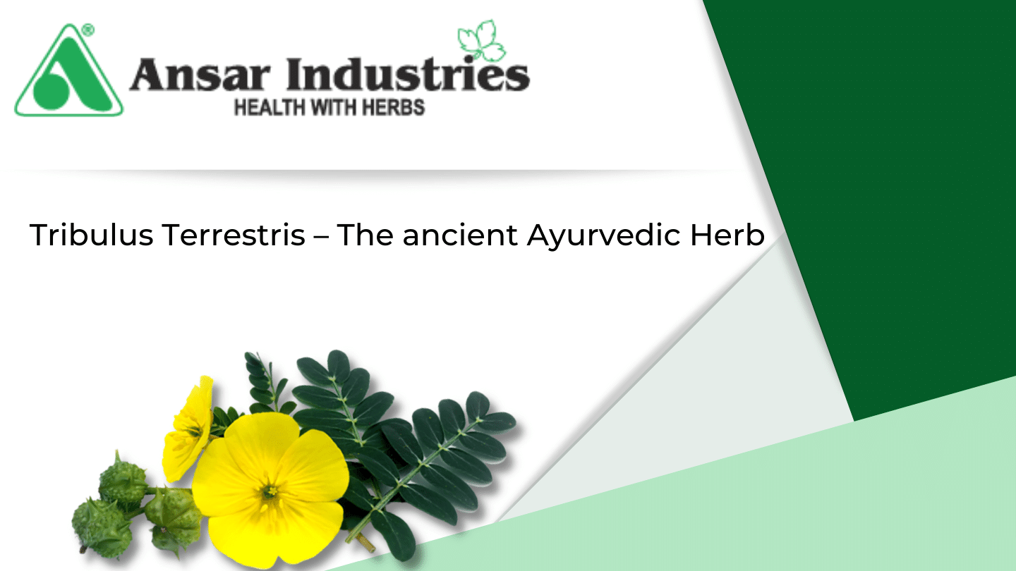 Tribulus Terrestris The ancient Ayurvedic Herb Tribulus Terrestris