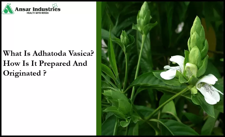 Adhatoda-Vasica | Types-Of-Herbal-Extracts | Herbal-Extract-Manufacturer-In-India | Herbal-Powders | Types-Of-Herbal-Powders |